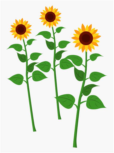 Sunflowers Stem Of Sunflower Clip Art Hd Png Download Kindpng