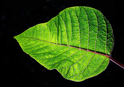Green Leaf Plant Free Stock Photo