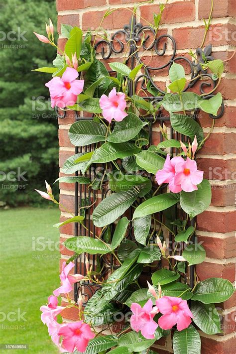 Mandevilla Plant Against A Brick Wall Stock Photo Download Image Now