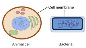 These cellular organelles carry out specific functions that are necessary for the normal functioning of the cell. Do Animal Cells Have a Cell Membrane? | Study.com