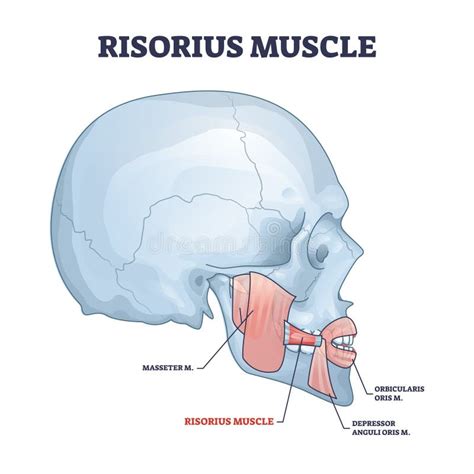 Risorius Muscle As Human Facial Expression Muscular System Outline