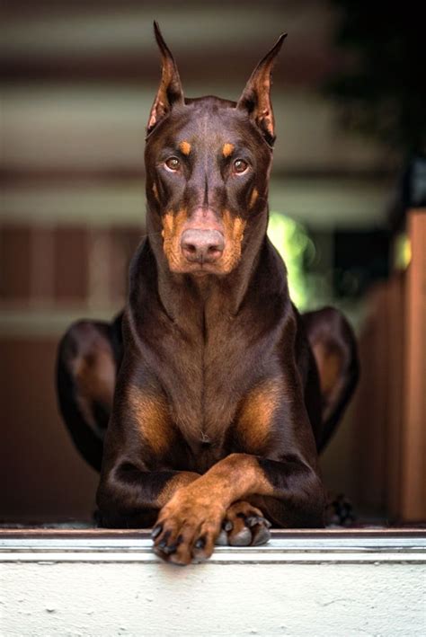 Majestic Doberman Pinscher Dog Doberman Dogs Dogs