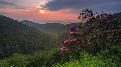 Flowers In Mountain Forest