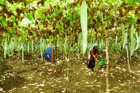 Organic Farming And Good Agricultural Practices Karshika Keralam