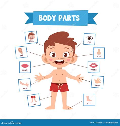 Body Parts Kids Stock Illustrations 422 Body Parts Kids Stock