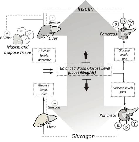 Main Organs Involved In Glucose Metabolism IntechOpen