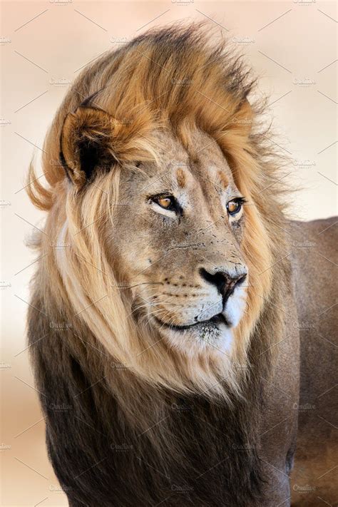 Male Lion Portrait Male Lion Beautiful Lion Lion Pictures