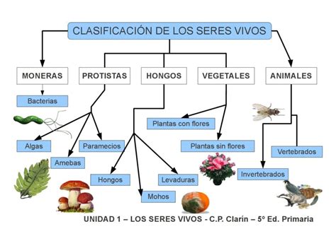 Mapa Conceptual De Los 5 Reinos De Los Seres Vivos