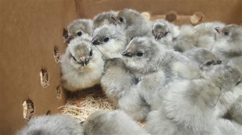 Lavender Ameraucana Chicks For Sale Cackle Hatchery