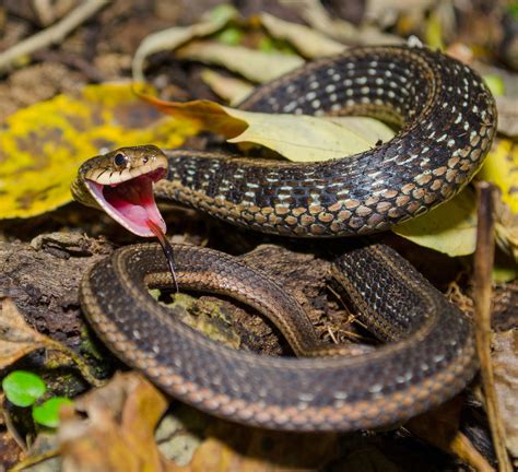 On The Subject Of Nature A Feisty Eastern Garter Snake