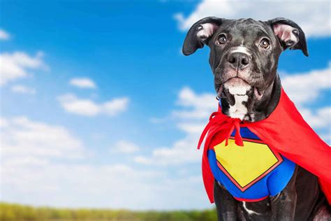 Superhero Movie Inspired Dog Names | Popular Male and Female Names | Wag!
