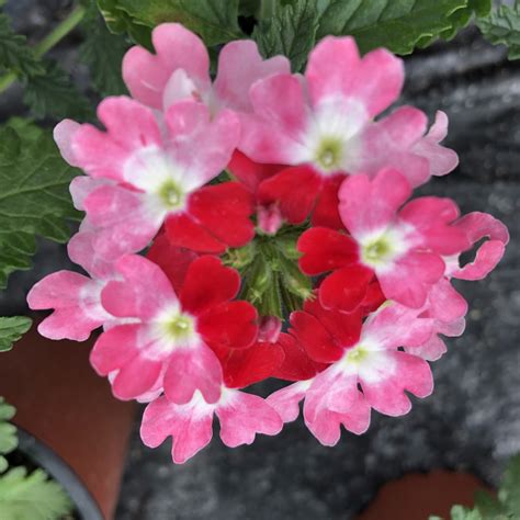 Verveine Fleur Couleurs Variées Pot 11 Cm Le Jardin Du Rudel