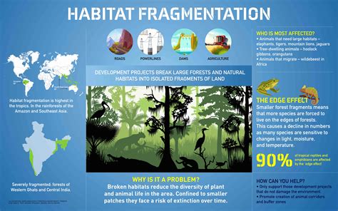What Is Habitat Fragmentation Roundglass Sustain