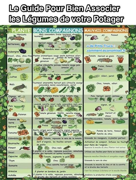 Le Guide Pratique Pour Bien Associer les Légumes de votre Potager