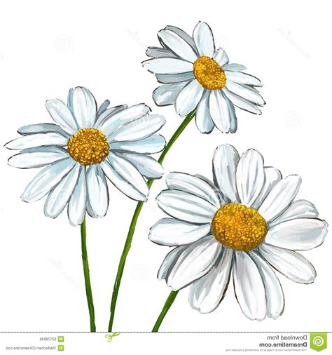 Daisies are a common flower in parts of europe. Daisy Flower Watercolor at GetDrawings | Free download