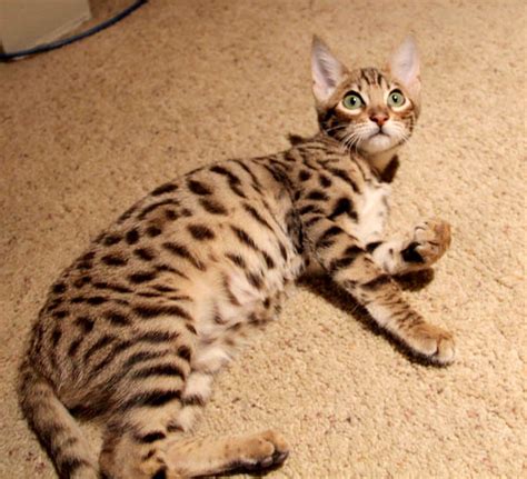 He's also super friendly toward strangers, yet if so this is probably a $20k+ cat. F6/F7/F8 Savannahs | Savannah Cat Chat - THE Place for ...