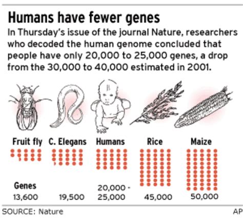 Genetic Makeup Of Humans Vs S Mugeek Vidalondon