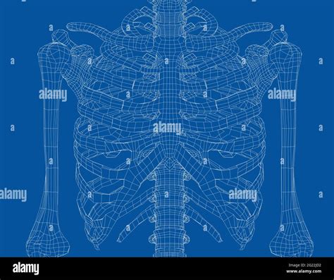 Skeleton Of A Human Chest Vector Stock Vector Image And Art Alamy