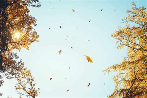 Autumn Leaves Falling From The Trees Stock Photo Download Image Now
