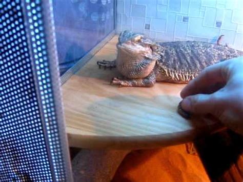 I built his enclosure for him and it has served well. bearded dragon tank (new design setup) - YouTube