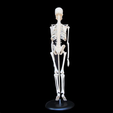 45cm Full Body Human Skeleton Anatomical Medical Model