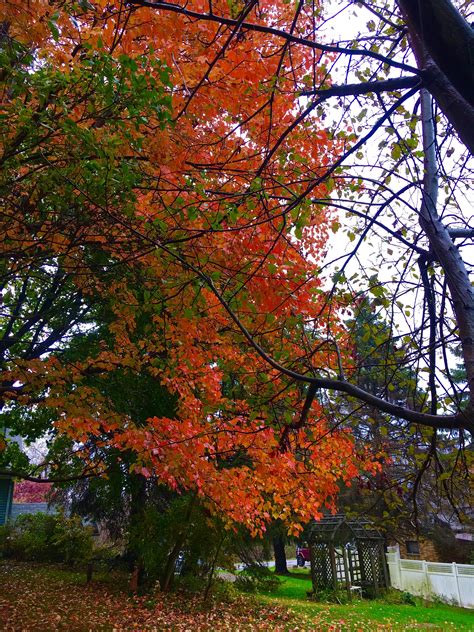 Pin by renee wensel on fall colors | Fall colors, Plants, Color