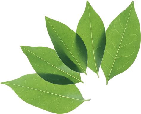 Download Green Leaf Png HQ PNG Image | FreePNGImg