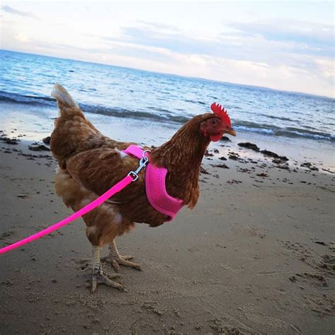 Bird Harness Lets You Take Your Pet Chicken Or Duck For A Walk