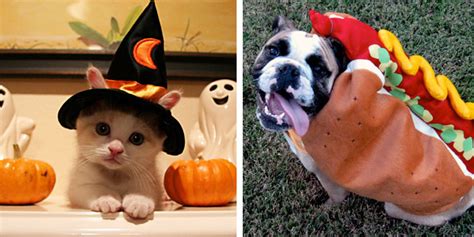Best Pet Halloween Costumes For Dogs And Cats 2016 Cute Costume Ideas