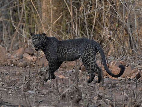 Rare Black Leopard Spotted In India