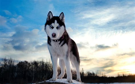 It is a cross wolf dogs big family best dogs your dog husky mad animals. Ingyenes háttérképek : téli, Szibériai husky, alaszkai ...