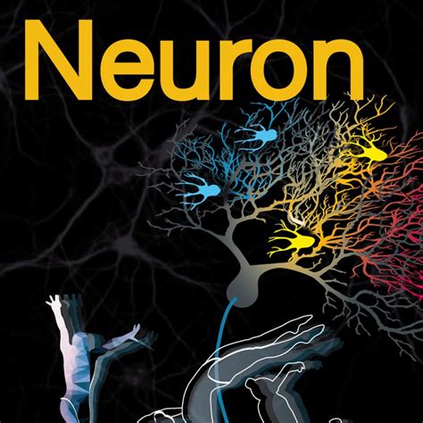 Illustration For The Cover Of Prestigious Neuroscience Journal Neuron