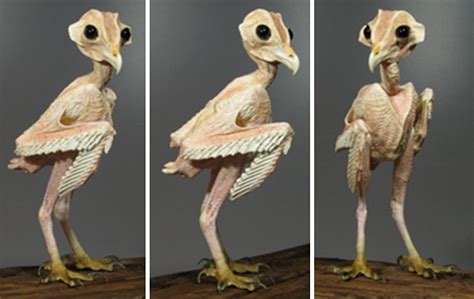 People Cant Get Over This Photo Of A Naked Owl Which Shows How They Look Without The Feathers