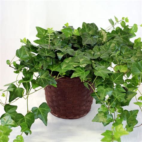 English Ivy Trailing Vine Top Indoor Air Purifier 6 Etsy Ivy Plants