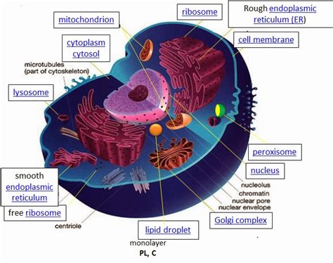 Animal cell definition biology quizlet. Ciencias de Joseleg: Partes que la célula eucariota ...
