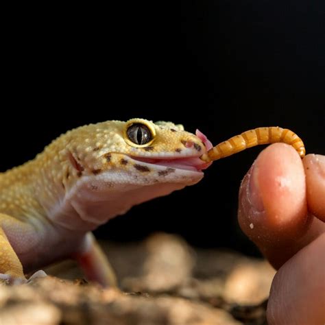 We did not find results for: Live Mealworms - 500 Bulk Worms - Reptile Feeder Insects ...