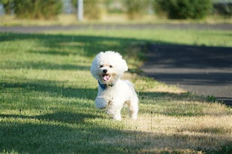 Most Common Health Issues In Bichon Frises Pawlishpetsupplies