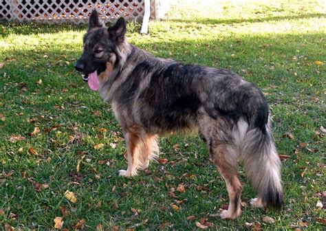 Thousands of alsations migrated within a few years. American Alsatian Info, Temperament, Puppies, Pictures, Video
