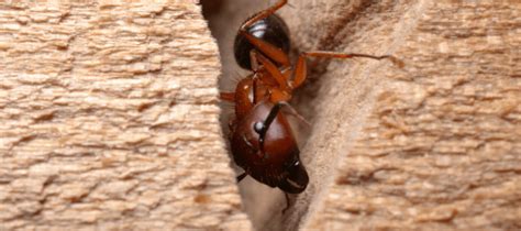 Do carpenter ants bite or sting? Are Termites Harmful To Humans? Your Questions Answered | ABC Blog