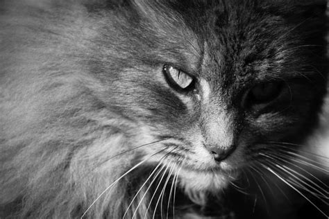 Moody Cat Photograph By Alexander Ferguson Fine Art America