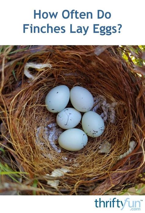 How Long Till Bird Eggs Hatch Hasma