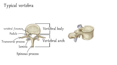 Typical Cervical Vertebra