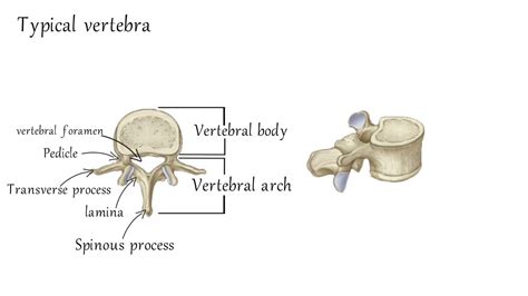 In tetrapods, cervical vertebrae (singular: Cervical Vertebrae Anatomy - YouTube