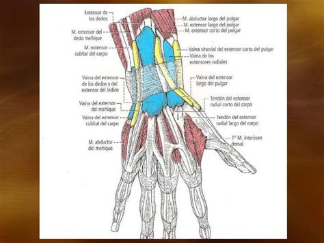 Músculos Del Antebrazo Y Mano
