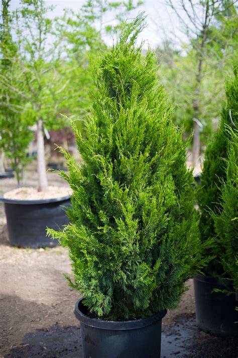 Once established, spartan juniper is unflinching, tolerating heat, cold, salt and drought conditions within usda hardiness zones 4 to 10. JUNIPER SPARTAN For Sale in Boulder Colorado
