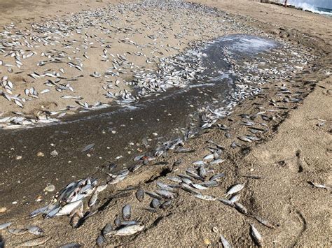 Dead Fish Wash Ashore At Bathtub Reef Beach Wpec
