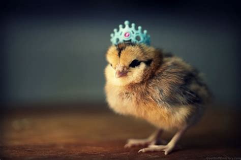 Cutest Baby Chicks In Hats By Julie Persons Baby Chickens Pet
