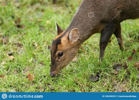 A Female Muntjac Deer Muntiacus Reevesi Feeding At The Edge Of A