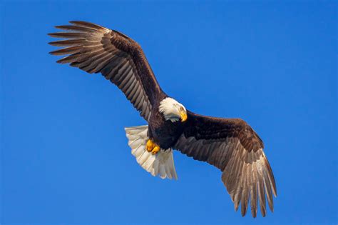 Bald Eagle About To Dive Fine Art Photo Print For Sale Photos By