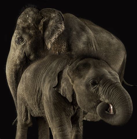 Elephants Part 1 Portraits Photography Tours And Travel